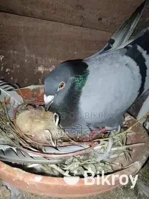 রানিং কবুতর সেল হবে।