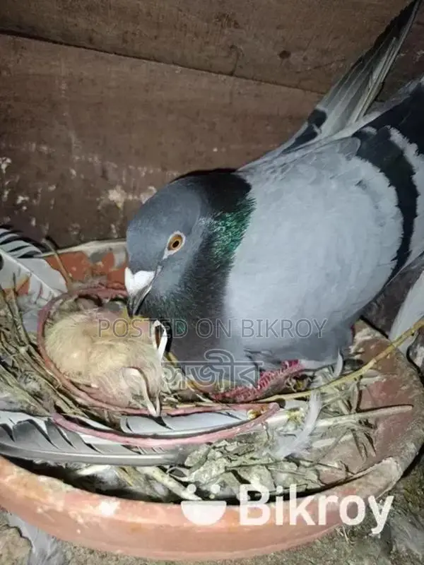 রানিং কবুতর সেল হবে।
