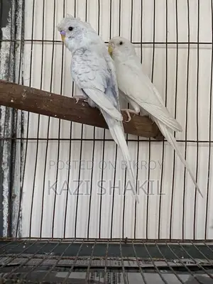 বাজরিগার পাখি