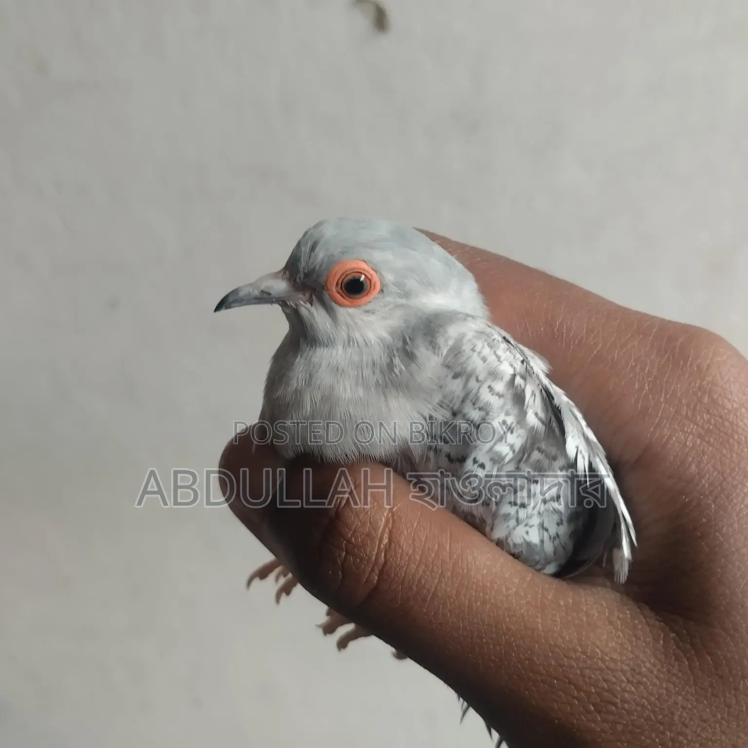 সিলভার ডায়মন্ড ডাভ