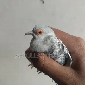 সিলভার ডায়মন্ড ডাভ