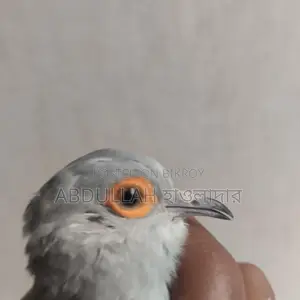 সিলভার ডায়মন্ড ডাভ