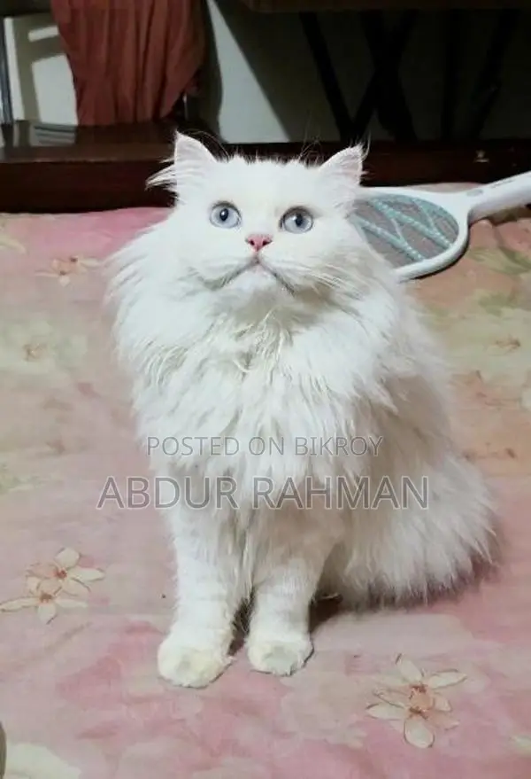 Persian Male Kitten (triple Coat)