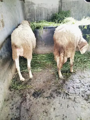 Selling my Australian birds