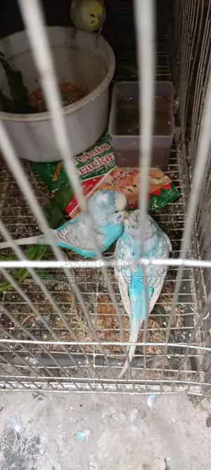 বাজরিগর
