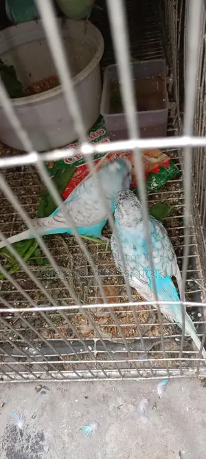 বাজরিগর