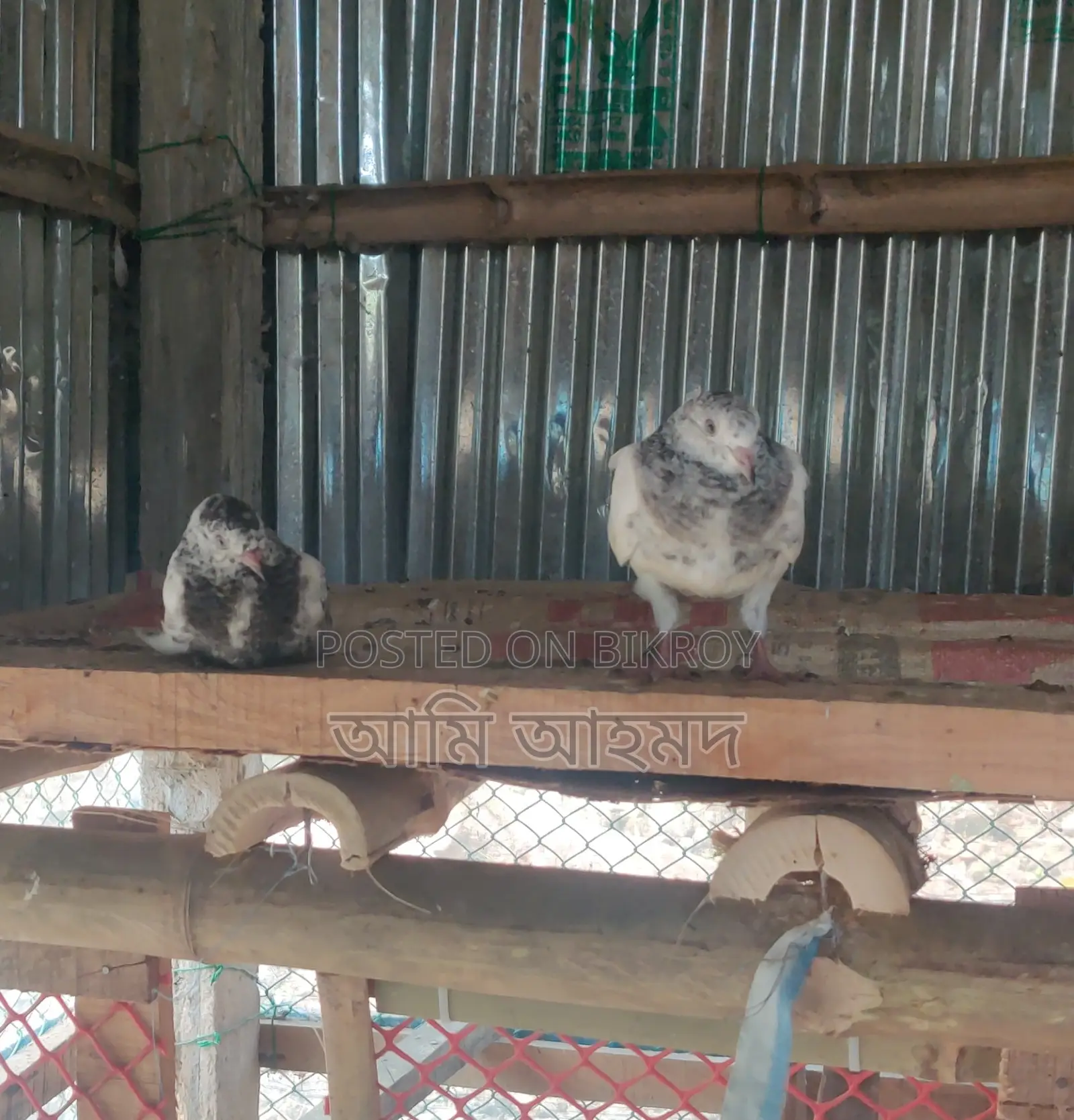 গিরিবাজ কবুতরের বাচ্চা বিক্রি হবে