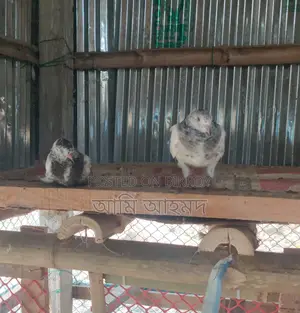 গিরিবাজ কবুতরের বাচ্চা বিক্রি হবে