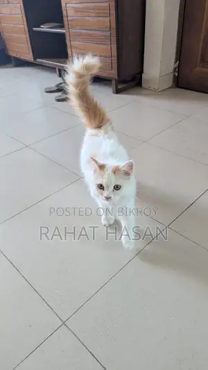Punch Face Persian