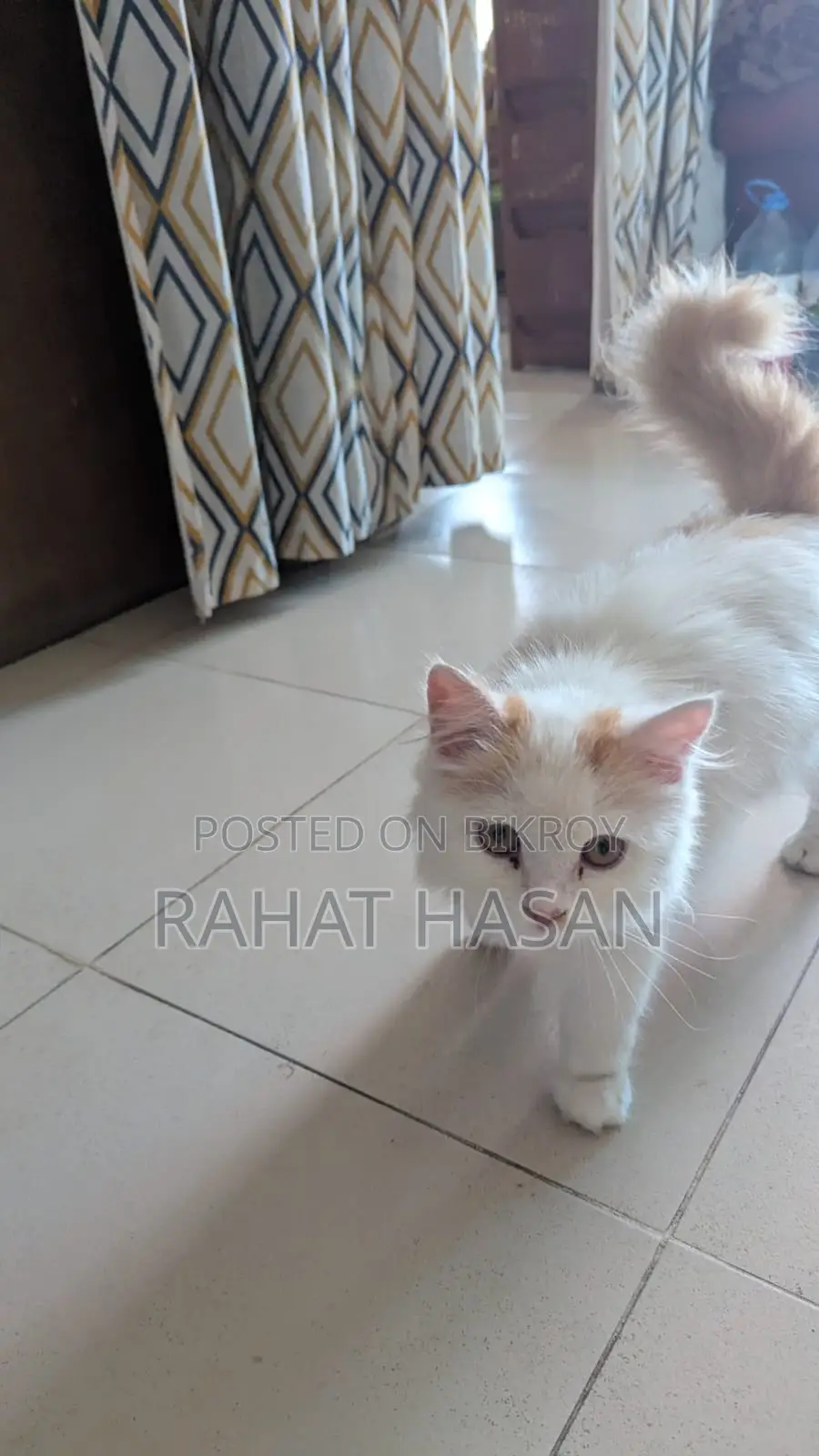 Punch Face Persian