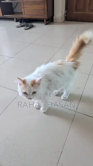 Punch Face Persian