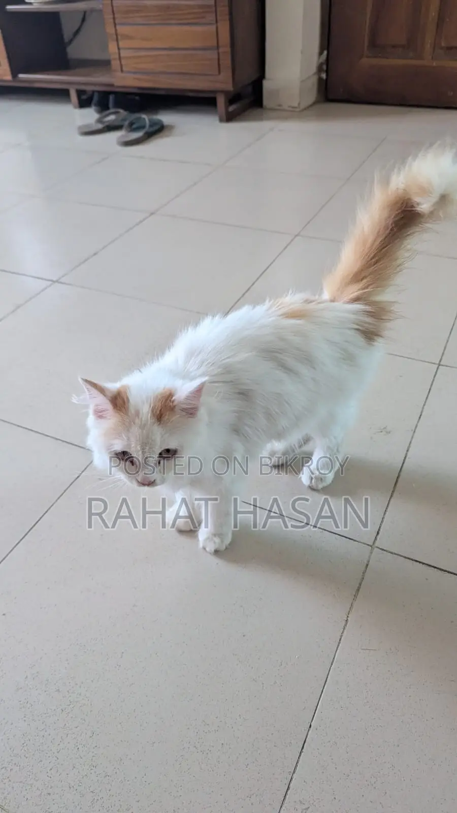 Punch Face Persian