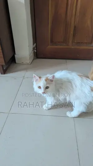 Punch Face Persian