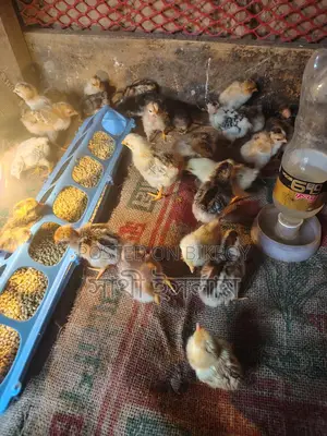 1-Month-Old Native Chicken Chicks