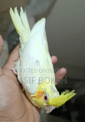 Tame Cockatiel Baby