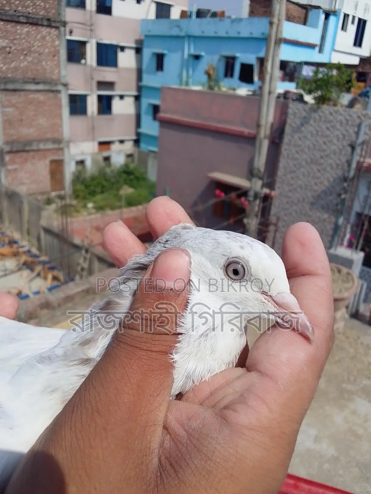 লাল দম বাচ্চা