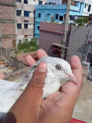 লাল দম বাচ্চা