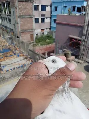লাল দম বাচ্চা