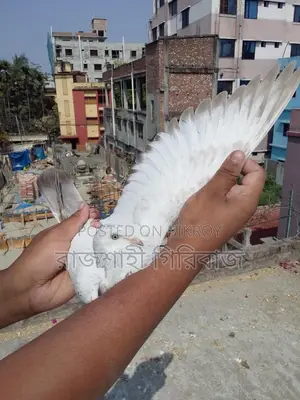 লাল দম বাচ্চা