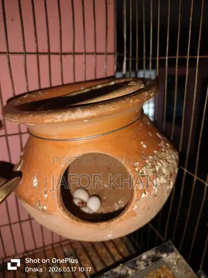 Pair of Budgie Birds with Eggs