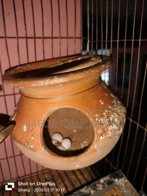 বাজিগর ডিমসহ একজোড়া পাখি