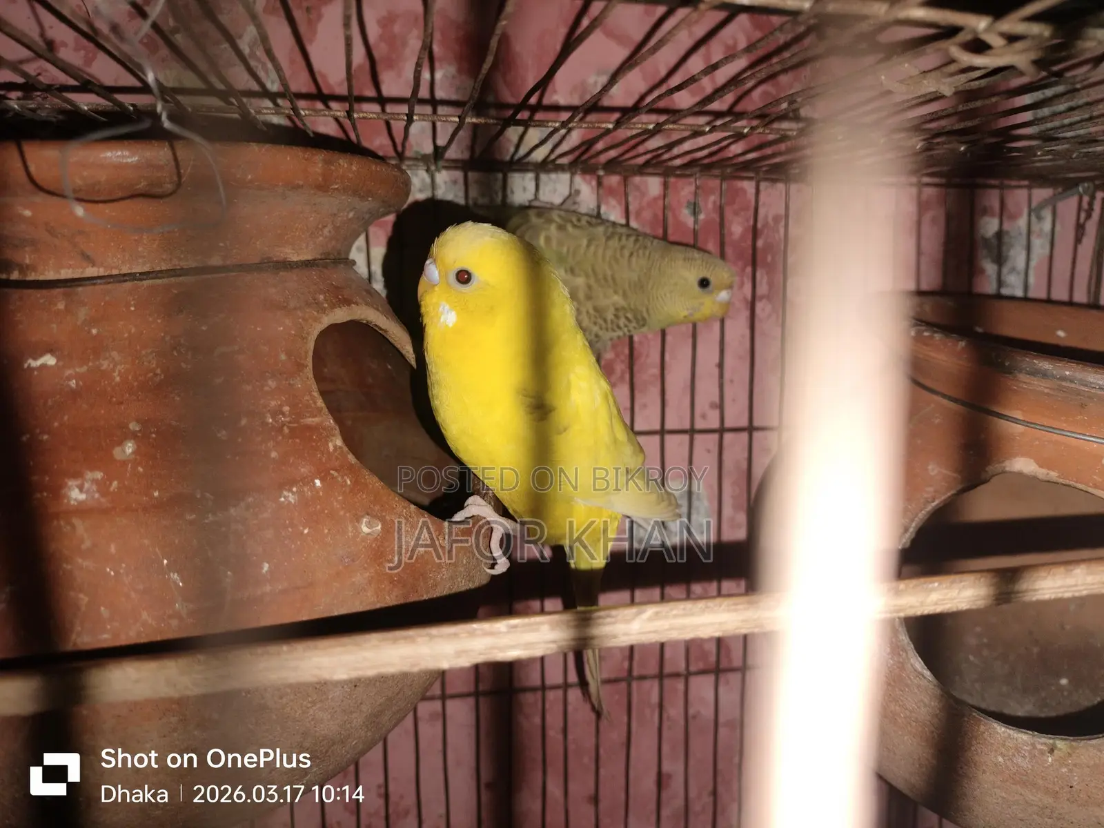 Pair of Budgie Birds with Eggs