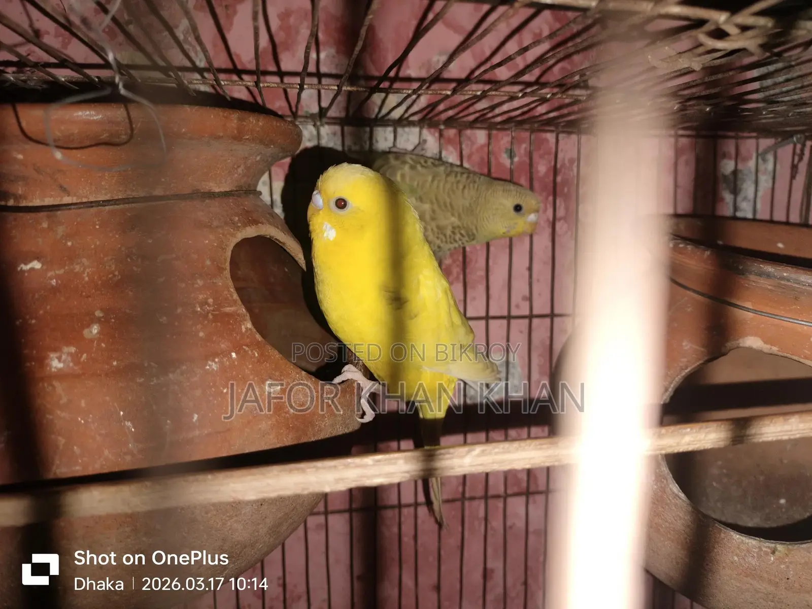বাজিগর ডিমসহ একজোড়া পাখি