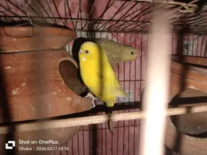 Pair of Budgie Birds with Eggs