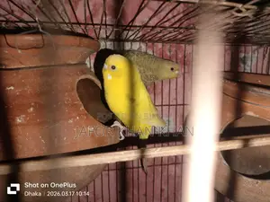 বাজিগর ডিমসহ একজোড়া পাখি