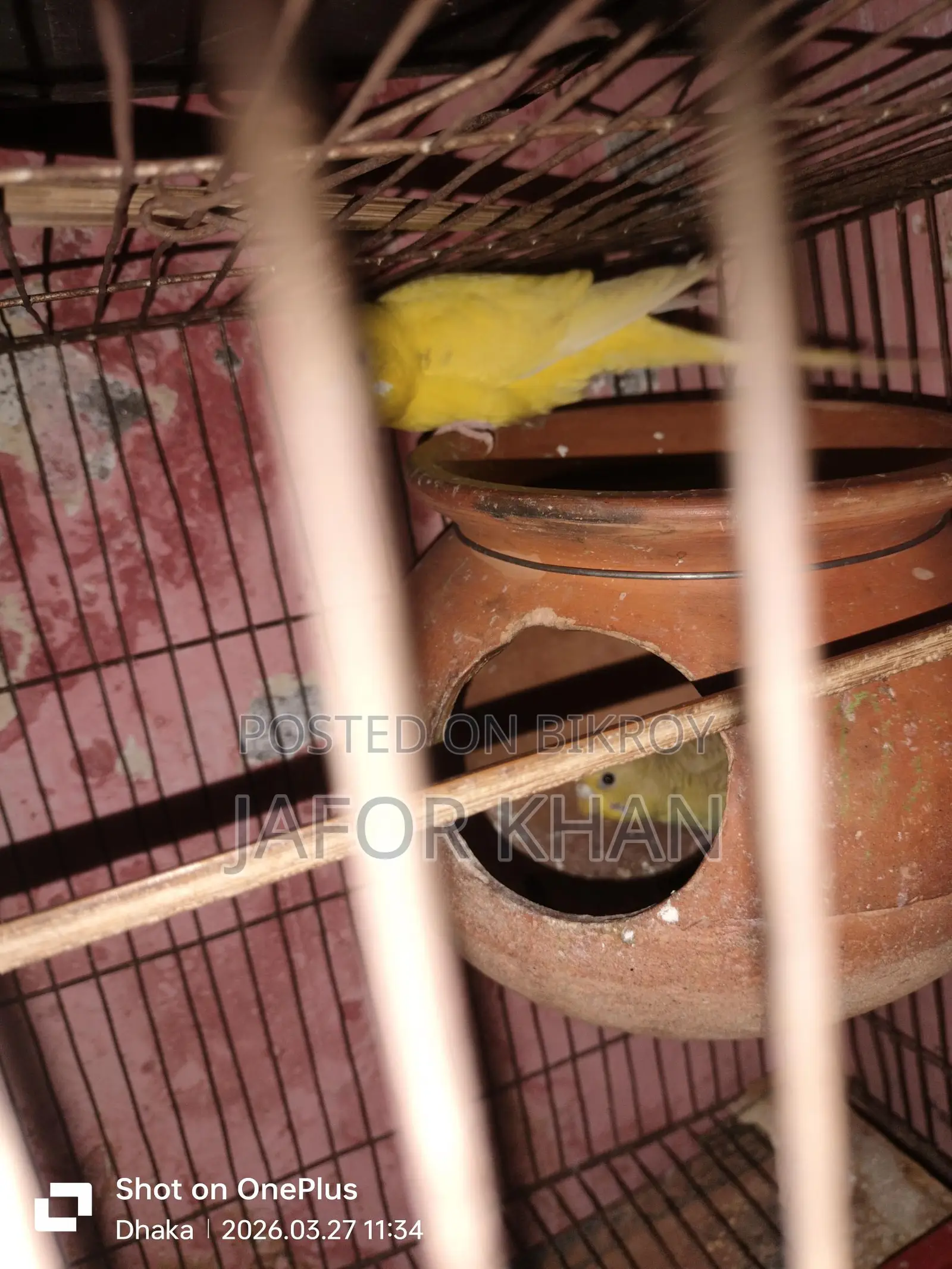 Pair of Budgie Birds with Eggs