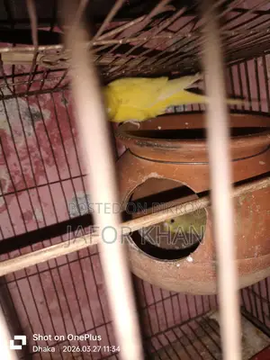 Pair of Budgie Birds with Eggs