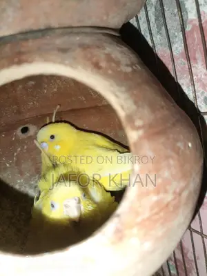 Pair of Budgie Birds with Eggs