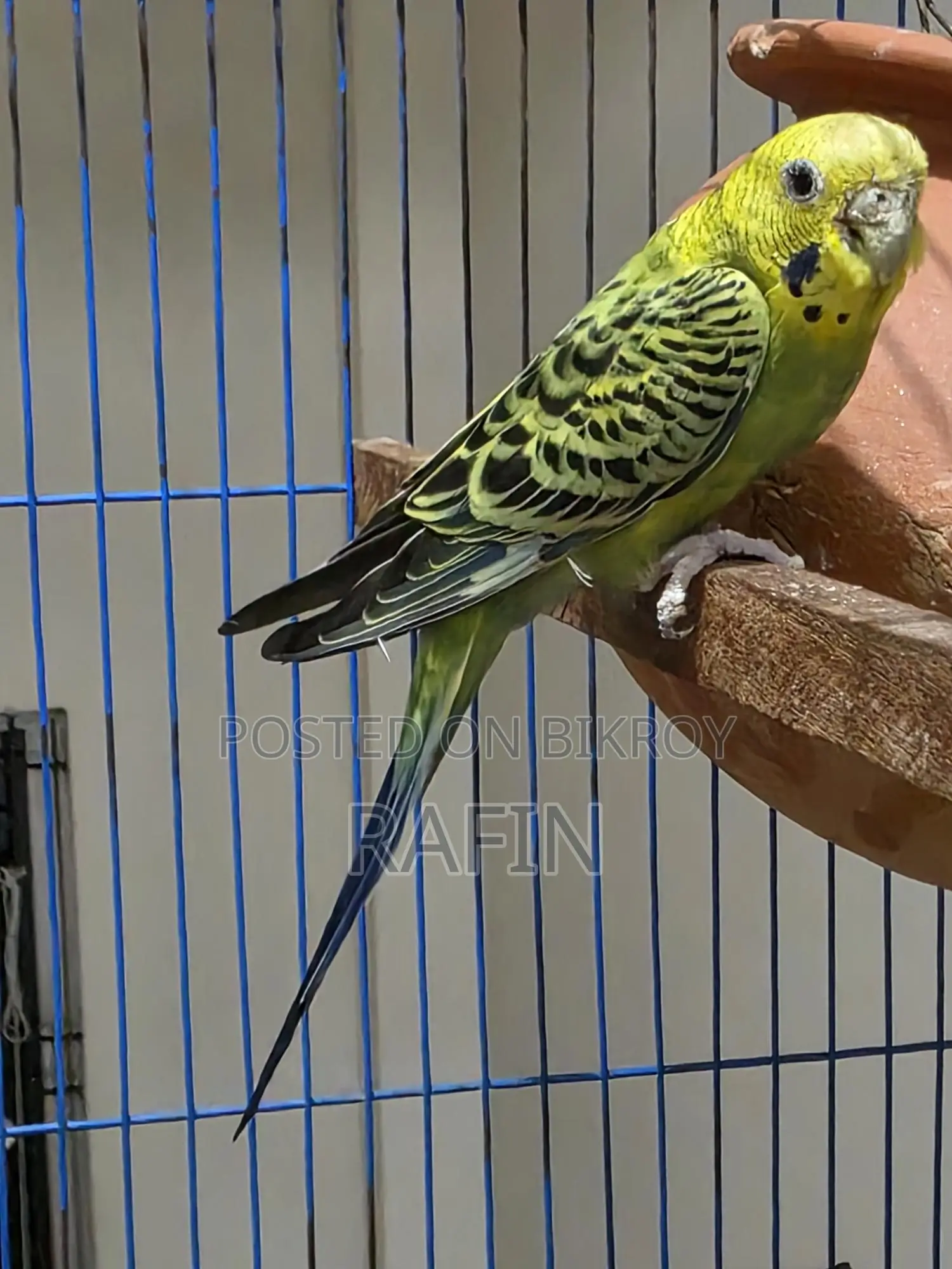Budgerigar Adult Female