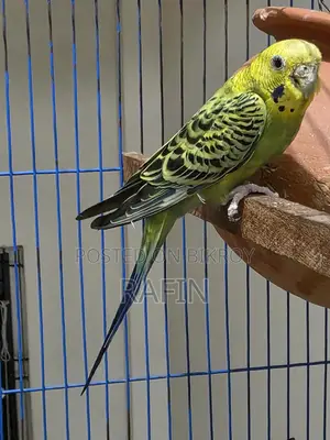 Budgerigar Adult Female