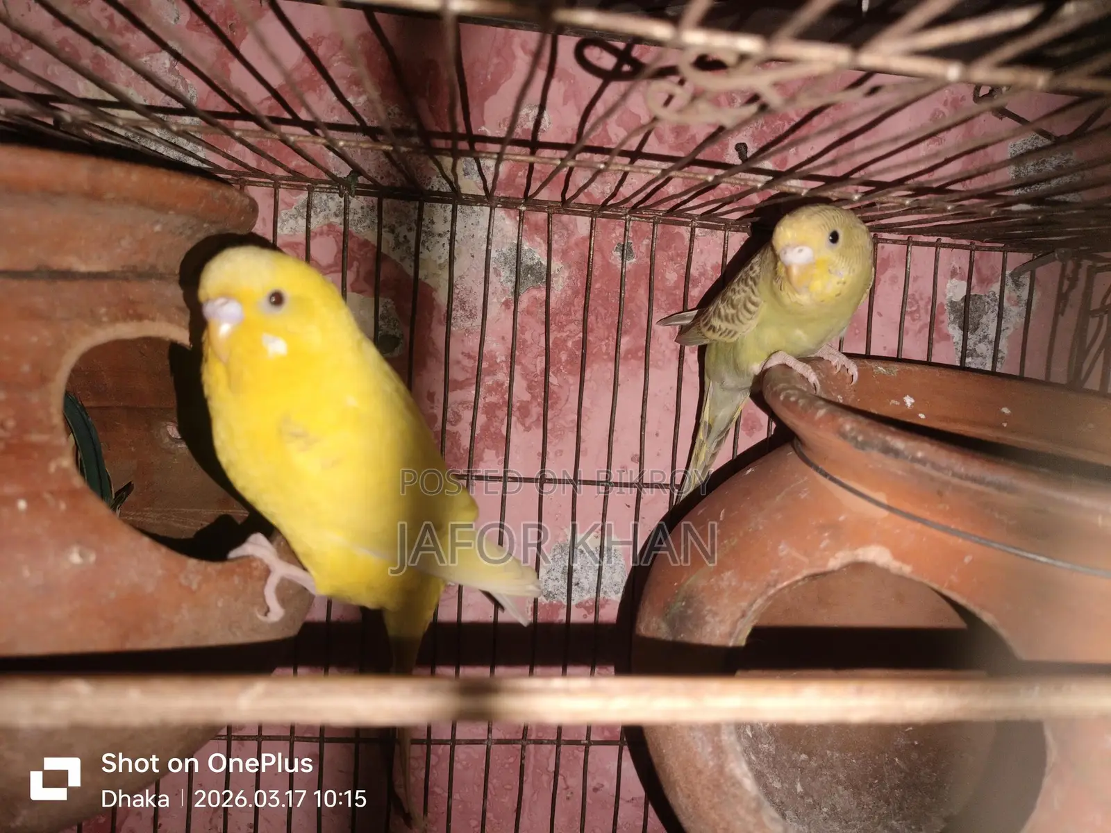 Pair of Budgie Birds with Eggs