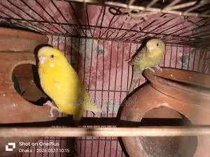Pair of Budgie Birds with Eggs