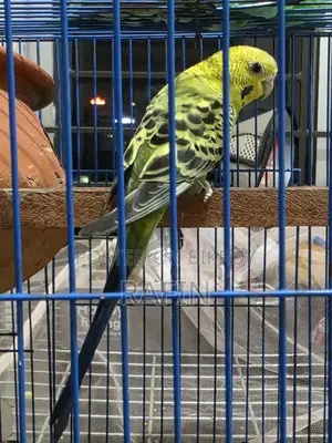 Budgerigar Adult Female
