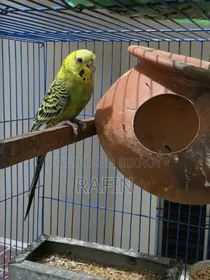 Budgerigar Adult Female