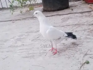 Indian Kaldam Male