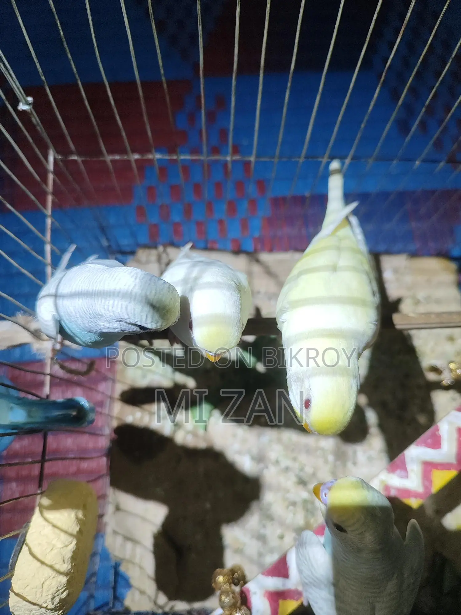 Budgie Birds for Sale