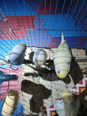 Budgie Birds for Sale