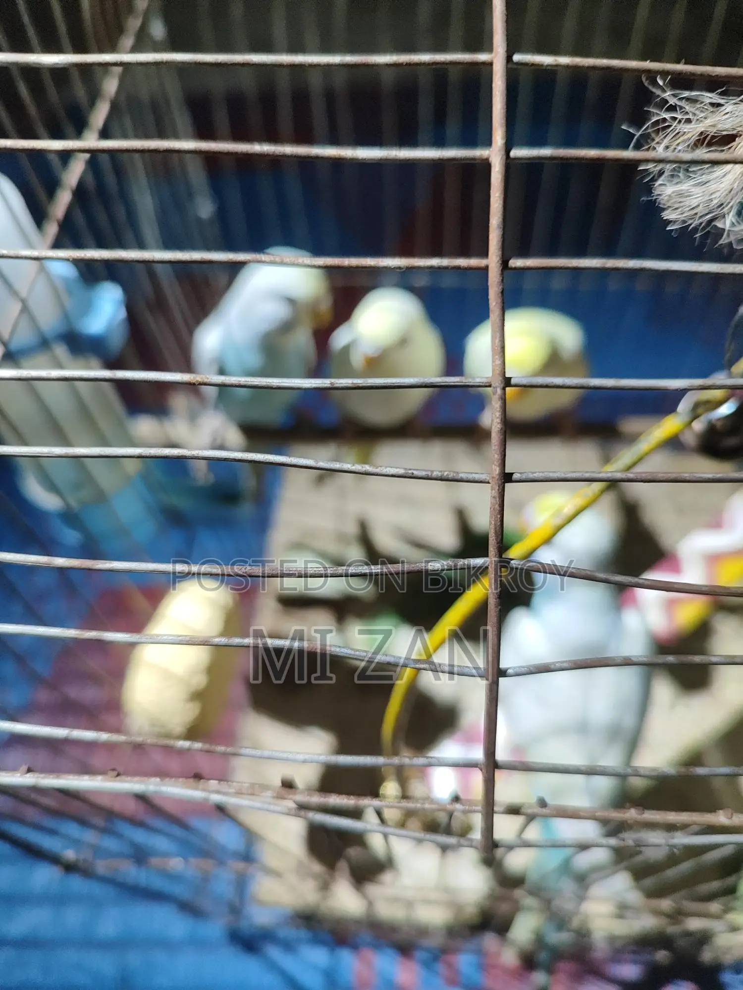 Budgie Birds for Sale
