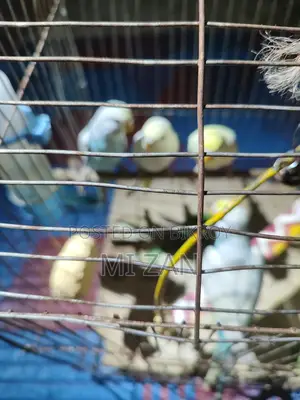 Budgie Birds for Sale