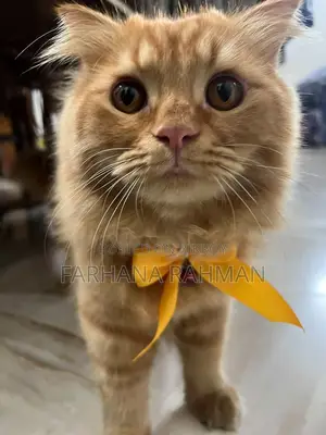 Persian for Sell