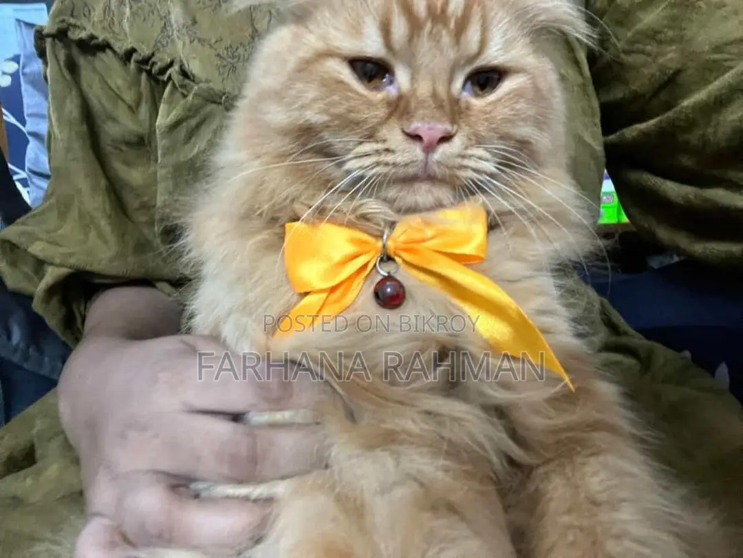 Persian for Sell