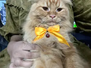 Persian for Sell