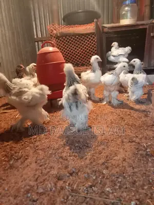 Columbian Light Brahma Eggs and Chicks for Sale