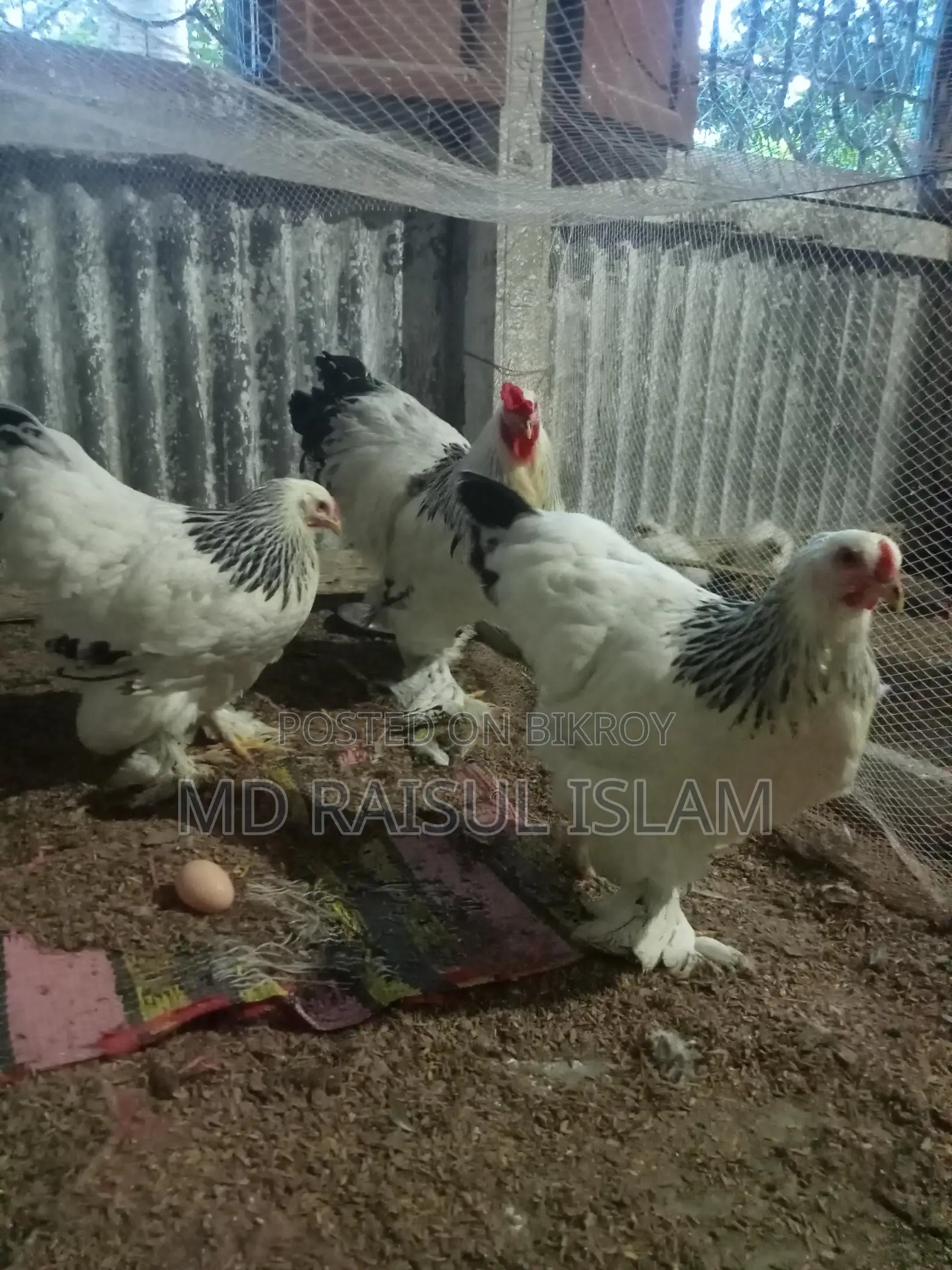 Columbian Light Brahma Eggs and Chicks for Sale