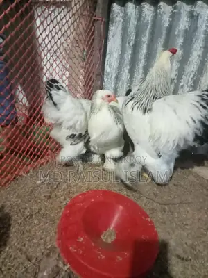 Columbian Light Brahma Eggs and Chicks for Sale