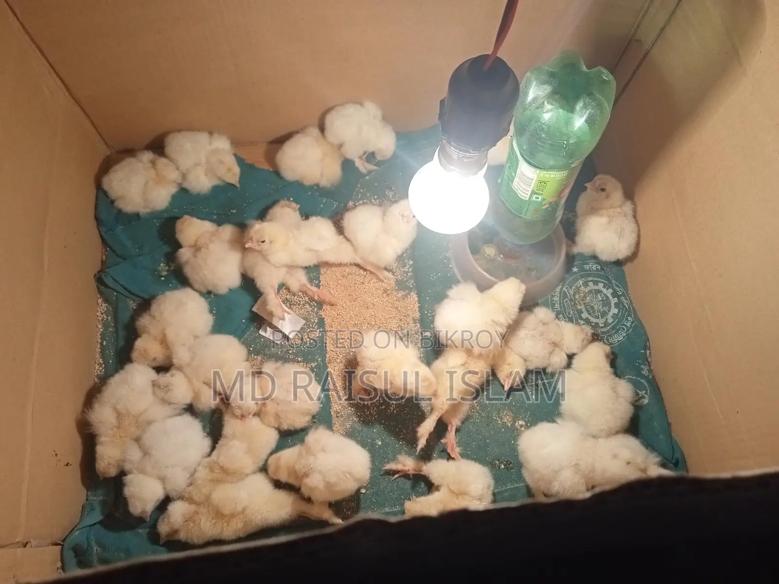 Columbian Light Brahma Eggs and Chicks for Sale